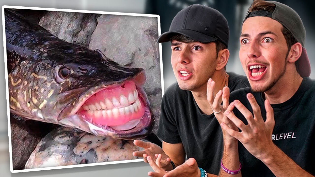 vlogs in spanish OS PEIXES MAIS BIZARROS ENCONTRADOS NO FUNDO DO MAR!