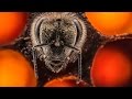 Anand varma un poustouflant aperu des 21 premiers jours de la vie dune abeille
