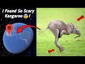 😱 I Found So Scary Kangaroo In Real Life Spotted On Google Earth and Google Maps!