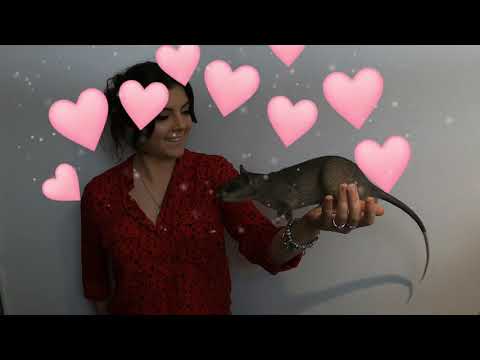 Video: Gambian Pouched Rats: Exotic Pets and Helpful Animals