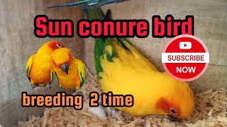 Sun conure Most beautiful parrots birds /sun conure good looking birds/sun conure nice friendly bird by Birds Lover  97 views 6 days ago 1 minute, 22 seconds