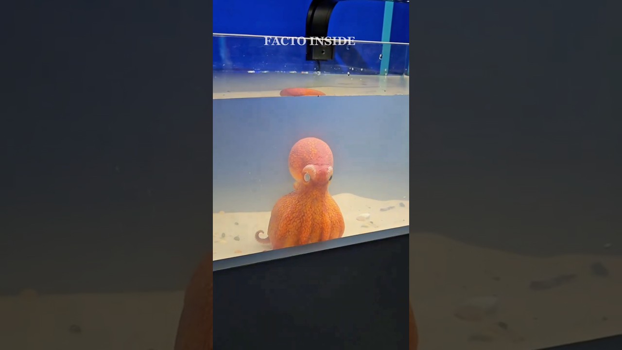 Они умнее 4-летних детей! На что СПОСОБНЫ осьминоги? 🧠🐙