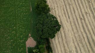 Gran refusing to sell land to make way for £45m bypass - to protect ancient tree | SWNS