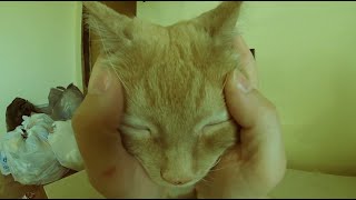 Unreleased Buddy the cat face massage.