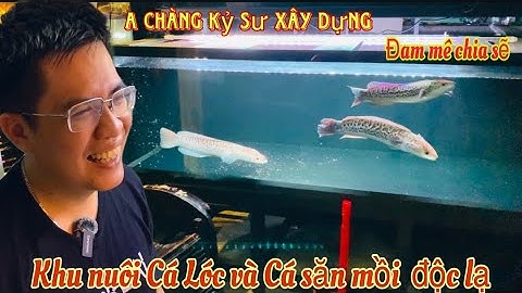 A chàng kỷ sư và góc nuôi Cá Lóc cảnh siêu độc lạ - Thái Salem vê lốc