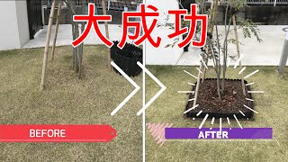 芝生【根止め】エッジ処理で植木を守る☆ビフォーアフター☆