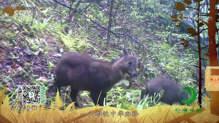 《秘境之眼》 中華斑羚 20230308| CCTV - 天天要聞