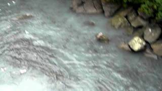 salmon.AVI