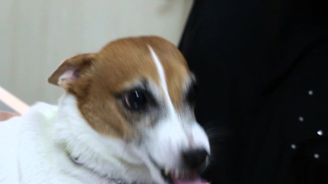 The Jack Russell bites when his jaw lump is touched Pt 2 YouTube The Jack Russell bites when his jaw lump is touched Pt 2 YouTube
