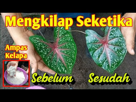 Video: Maklumat Tumbuhan Luculia - Petua Untuk Menanam Tumbuhan Luculia