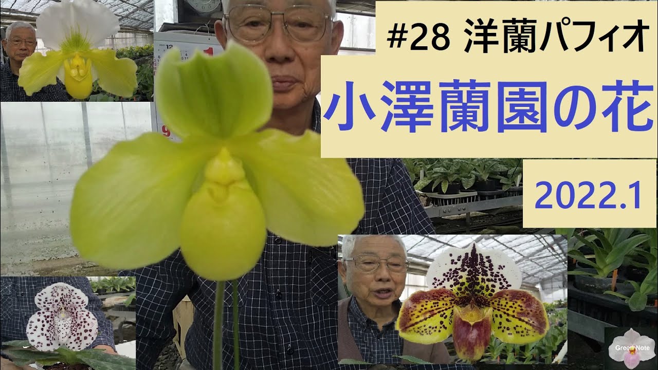 #28洋蘭パフィオ 小澤蘭園の花2022.1