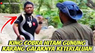 PANJI PETUALANG KUALAHAN HADAPI SERANGAN ULAR KING COBRA HITAM INI!