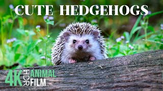 Adorable World of HEDGEHOGS  Cuteness Overload for Animal Lovers  4K HDR Relaxing Wildlife Film