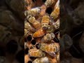 Приятно смотреть на хороших маток #матковод #мёд #пчелы #пасека #bee #beehoney