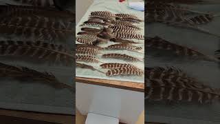 Cleaning Turkey feathers