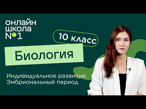 Индивидуальное развитие. Эмбриональный период. Биология 10 класс. Видеоурок 24