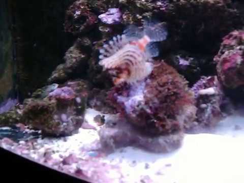lion fish eating a