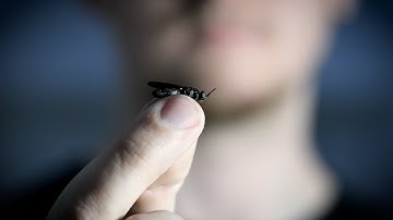 LAC Conveyors - Entocycle Case Study