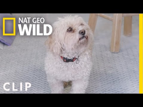 Derrick Creates Two New Leg Braces | Wizard of Paws