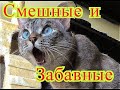 Смешные коты. Позитив.Создай себе хорошее настроение