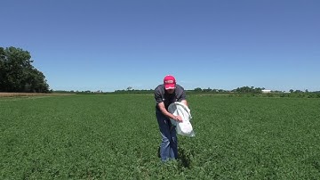 Potato Leafhopper in Alfalfa - Damage, ID, Scouting