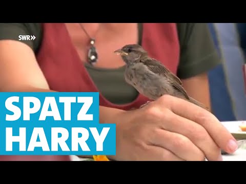 Video: Wie Man Einen Vogel Des Glücks Macht