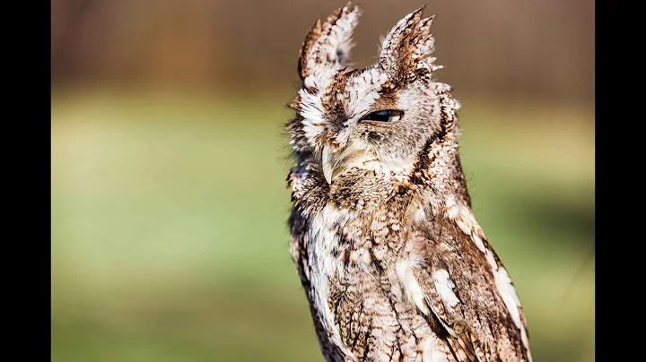 Species Spotlight: Eastern Screech Owl