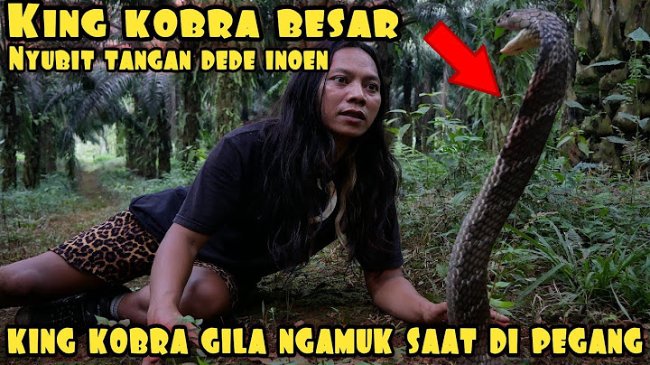 DEDE INOEN KENA CUBIT KING KOBRA BESAR