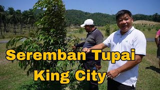 Kebun Durian Seremban Tupai King City