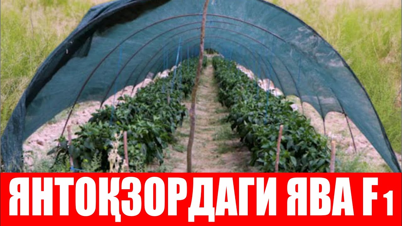 Янтоқзорда етиштирилаётган ЯВА F1 (Pepper Jawa F1-Sakata)