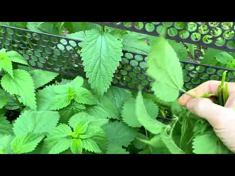 Крапива, потенция, эрекция, витамины. Русская виагра