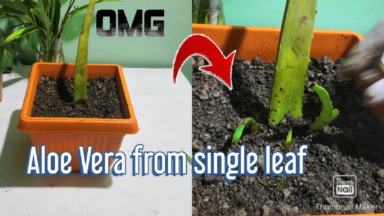 How to grow Aloe Vera from single leaf. Aloe Vera propagation. How cheat videos are made. Aloe