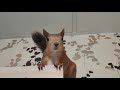 Как белка Бусик реагирует на чужих людей...!? How Busik squirrel reacts to strangers