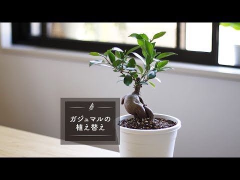 ガジュマルの植え替え Lovegreenチャンネル Youtube