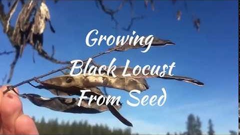 Easy Method: How to grow BLACK LOCUST from seed.