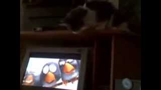 Кошка Смотрит Мультфильм - Cat See Mult