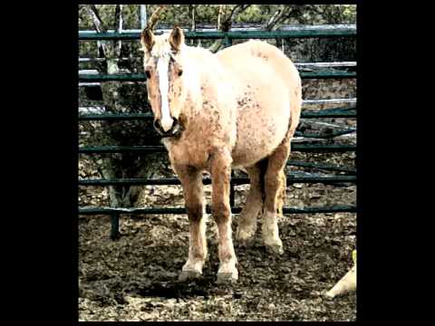 Dreamchaser's Sanctuary Horses: Brooks