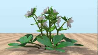 3D Vectorworks Model Of A White Hellebore