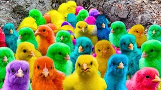 World Cute Chickens, Colorful Chickens, Rainbows Chickens, Cute Ducks, Cat, Rabbits,Cute Animals🐤🐣🦆🐟