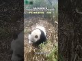 2026年3月、成都にあるジャイアントパンダ国家公園の赤外線カメラが、森の中を歩く野生のジャイアントパンダの貴重な映像を捉えた。映像には、パンダがカメラに向かって小走りで近づき、あたりを嗅ぎ回った後、