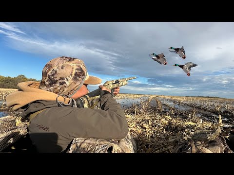 WALK-IN Flooded Corn Duck Hunting! (2 MAN LIMIT)