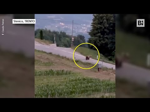 Stenico (Trento), orso corre nei pressi di una strada