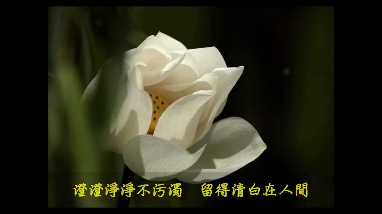 camera iphone 8 plus apk 《留得清白在人間 ☆ Pure Land》