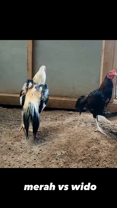 Merah & wido #ayam