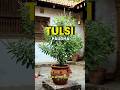 घर की तुलसी सूख रही है? तुरंत करें ये काम 🔥 #tulsi #astrology #astroarunpandit