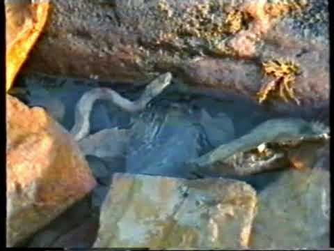 Карадагские змеи в анапе