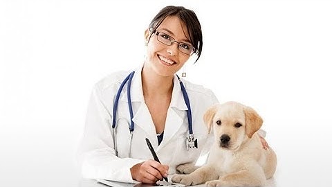 Odoo Software Programa Gestión Clínica Veterinaria. Openinnova