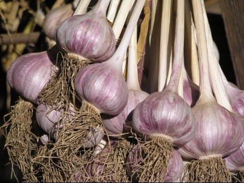 Чеснок / Стрелки чеснока / Полив чеснока / Garlic