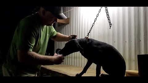 Retriever training with Ava