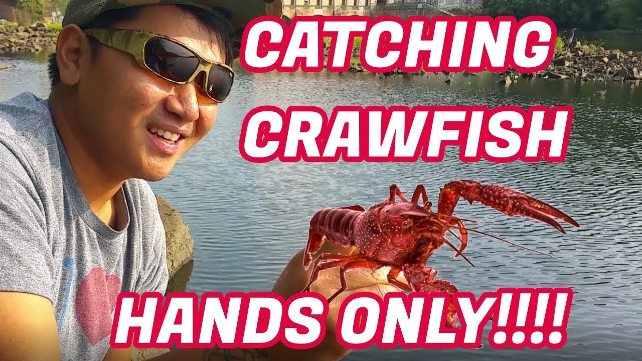 Catch Crawfish Using Your HANDS!!! 